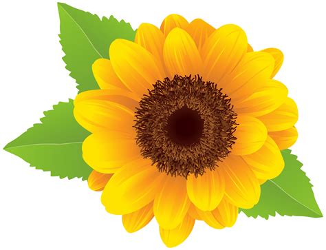 clipart sunflower png